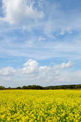 Obraz premium Beautiful landscape with field of yellow blooming rapeseed and fluffy clouds in blue sky.