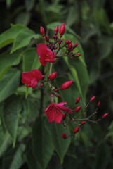 red flowers in the garden