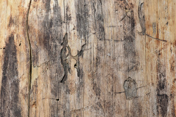 Old wooden surface with traces of termites. Tree eaten by a colony of termites. A tree destroyed by insects. Tree trunk struck by termites. Wooden background with termite tunnels, selective focus. 