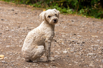 Street dog with sad eyes, dog sitting,  concept of homeless animals