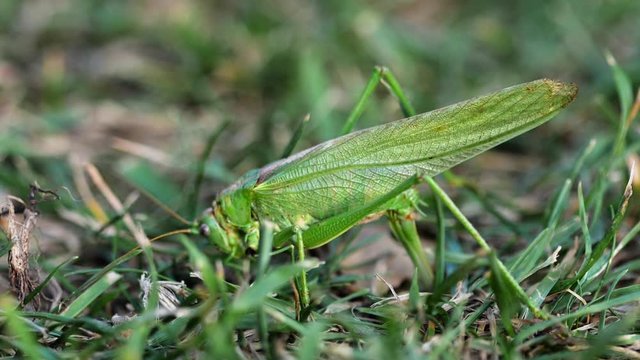 Big green locust female lays eggs