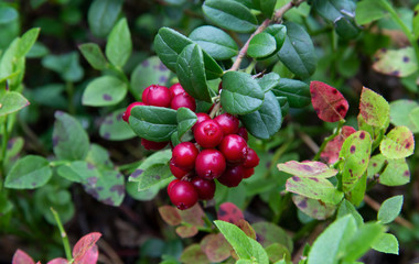 Beautiful double bunch of ripe cowberry in the forest