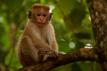 Cute Little Bonnet Macaque