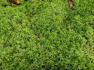 A meadow of green unusual moss