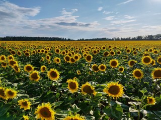 Naklejka premium Sunflower field under blue sky