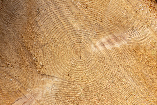 Anelli di accrescimento di un albero