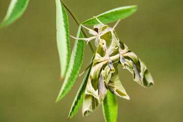 Oleander Hawk-moth - Daphnis nerii, beautiful colored moth from European forests and woodlands, Czech Republic.