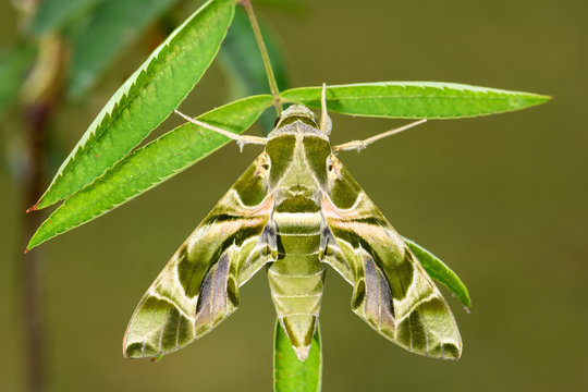 Oleander Hawk-moth - Daphnis nerii, beautiful colored moth from European forests and woodlands, Czech Republic.