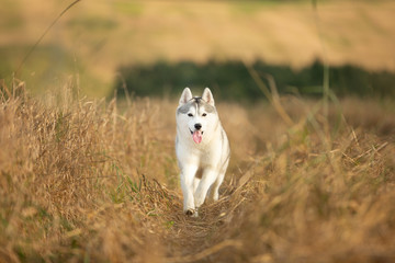 funny dog breed Siberian husky running on the rye field background. gray and white husky dog running in the meadow © Anastasiia