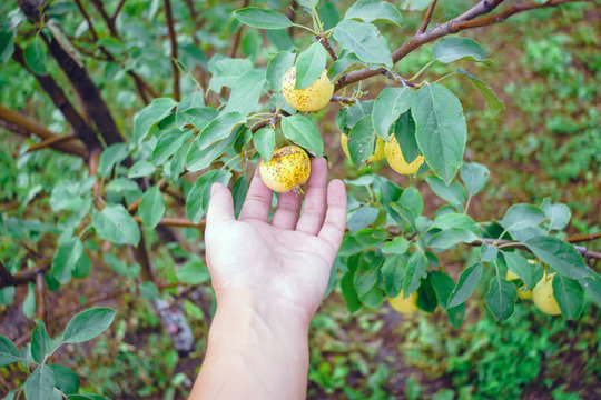 diseases of apples agriculture damage of crops