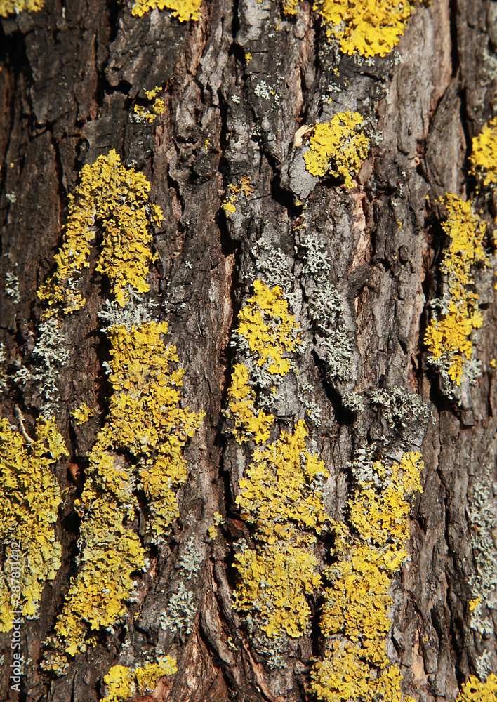 Sticker Ecorce d'arbre avec lichens