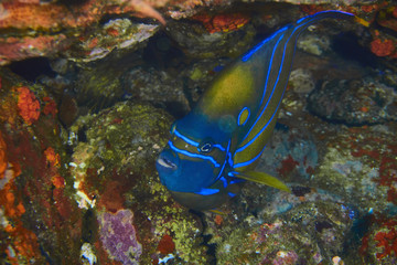Curious Blue-Ringed-Angelfish