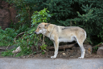 Gray Wolf (Canis lupus) Portrait - captive animal. Wolf at the zoo in the summer.