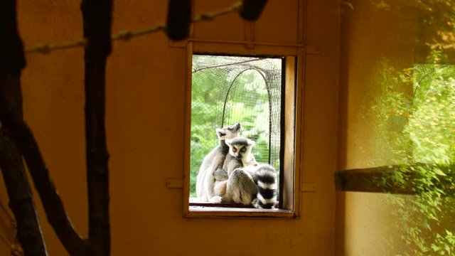 Lemurs hug and bask in the sun