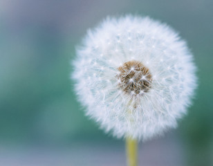 Obraz premium Dandelion Flower in the Spring