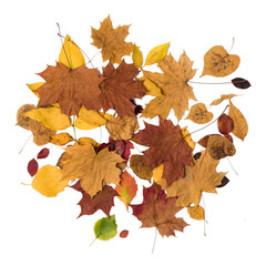 Different autumn dry leaf, branches, leaves and petals pattern isolated on white background. overhead view. Copy space