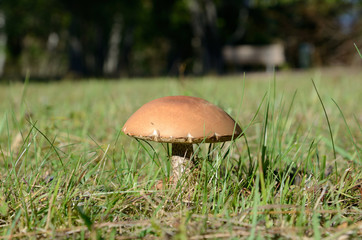 Mushroom Boletus