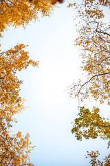 Bottom view on the tall birch trees in the golgen autumn forest under blue sky. Indian summer. Instagram style.Toned. Copy space