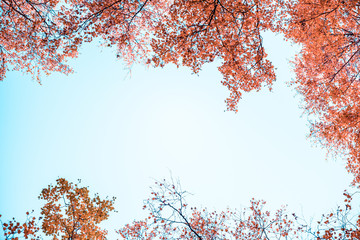 Bottom view on the tall birch trees in the golgen autumn forest under blue sky. Indian summer. Instagram style.Toned. Copy space