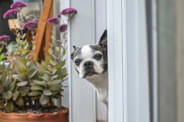Little Boston Terrier dog sticking its head out a window into a backyard