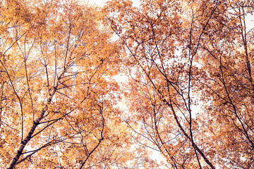 Bottom view on the tall birch trees in the golgen autumn forest under blue sky. Indian summer. Instagram style.Toned. Copy space