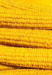 Vertical background of cooked corn cobs