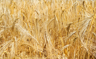A field full of ripe barley