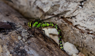 Green Dragonfly Laying eggs on a log