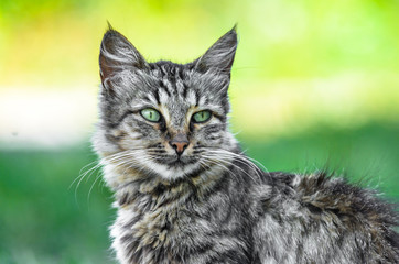 Portrait of an adult gray tabby cat on bright background