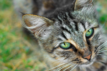 Portrait of an adult gray tabby cat from above.