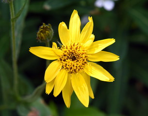 Yellow mountain flower