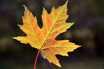 Beautiful Bright orange maple leaf with textured surface and selective focus on blurred autumn background. Autumn coming. September golden leaves. Maples leaves shapes. Autumn backdrop. Yellow foliage