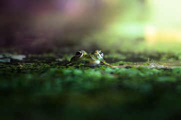 A frog peeking out of the water on a beautiful background