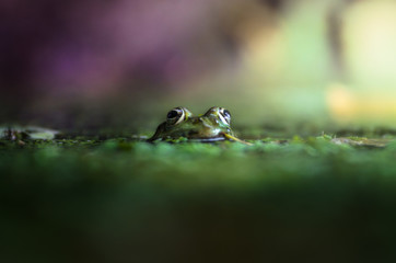 A frog peeking out of the water on a beautiful background