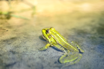 A frog on the sandy shore