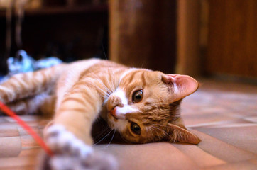 Domestic red kitten on a wooden floor is played with a toy