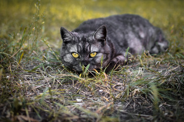 Beautiful brutal gray-black cat in yellow field thickets crouched to the ground