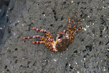 Galapagos Red Crabs