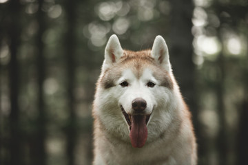 Gorgeous dog breed siberian husky sitting on the hill in the green mysterious forest in spring.