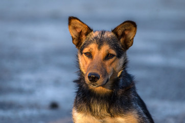 Portrait of a yard dog with a beautiful face