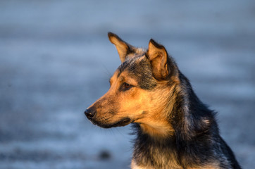 Portrait of a yard dog with a beautiful face