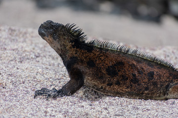 Galapagos Marine Iguanas