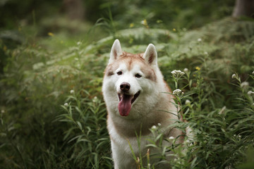 happy and beautiful beige and white dog breed siberian husky sitting in the green grass and white flowers