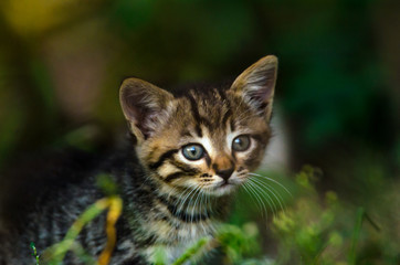 Little tabby kitten in the dark undergrowth