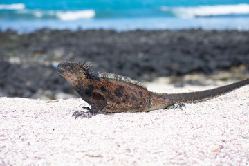 Galapagos Marine Iguanas