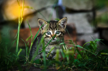 Tabby kitten on a background of bricks and flowers