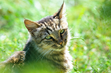 Tabby cat in green
