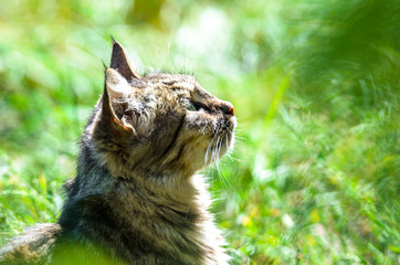 Tabby cat in green