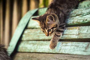 Summer village kitten on a wooden fence