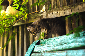 Summer village kitten on a wooden fence
